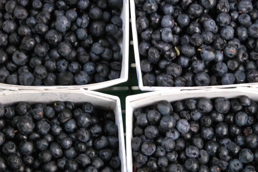 Blueberries in punnets.